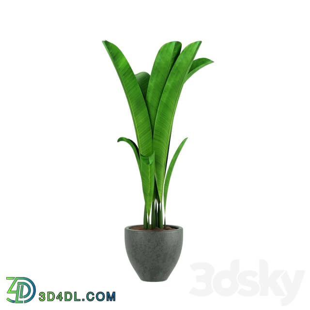 Indoor - tall plant