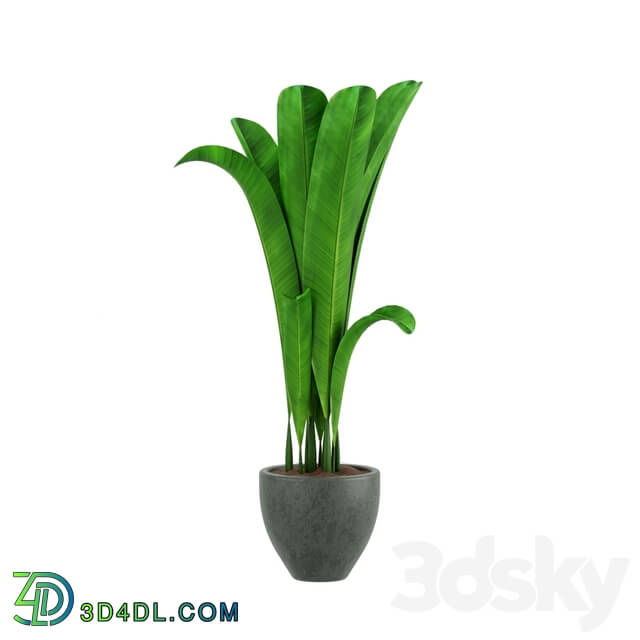 Indoor - tall plant
