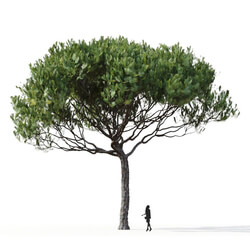 Maxtree-Plants Vol09 Pinus pinea 01 01 