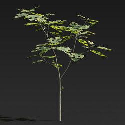 Maxtree-Plants Vol27 Broussonetia papyrifera 01 03 