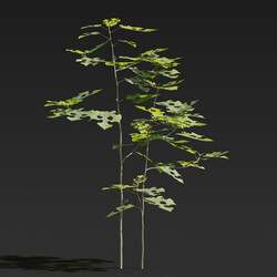 Maxtree-Plants Vol27 Broussonetia papyrifera 01 05 