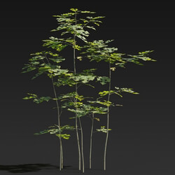 Maxtree-Plants Vol27 Broussonetia papyrifera 01 06 