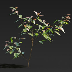 Maxtree-Plants Vol27 Cinnamomum burmannii 01 01 