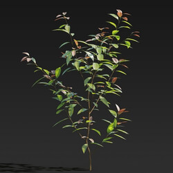 Maxtree-Plants Vol27 Cinnamomum burmannii 01 02 