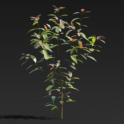 Maxtree-Plants Vol27 Cinnamomum burmannii 01 03 