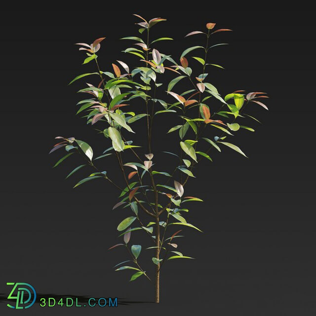 Maxtree-Plants Vol27 Cinnamomum burmannii 01 03
