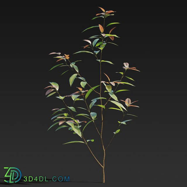 Maxtree-Plants Vol27 Cinnamomum burmannii 01 04