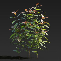 Maxtree-Plants Vol27 Cinnamomum burmannii 01 05 