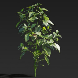 Maxtree-Plants Vol27 Cinnamomum camphora 01 01 