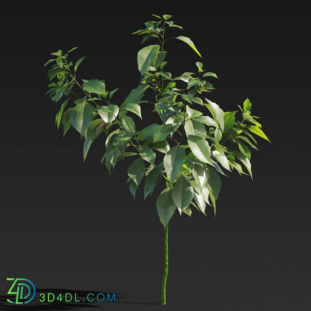Maxtree-Plants Vol27 Cinnamomum camphora 01 03