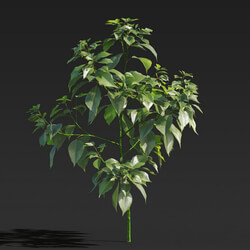 Maxtree-Plants Vol27 Cinnamomum camphora 01 04 