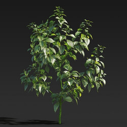 Maxtree-Plants Vol27 Cinnamomum camphora 01 05 