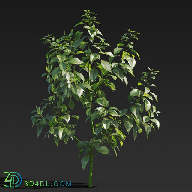 Maxtree-Plants Vol27 Cinnamomum camphora 01 05