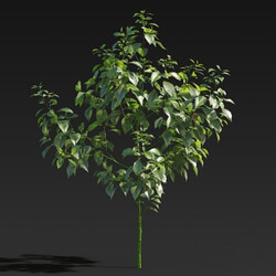 Maxtree-Plants Vol27 Cinnamomum camphora 01 06 