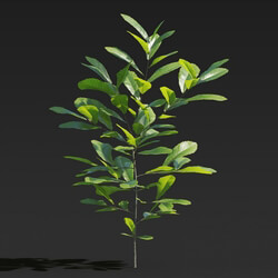 Maxtree-Plants Vol27 Cyclobalanopsis glauca 01 01 