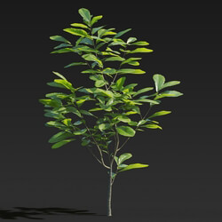 Maxtree-Plants Vol27 Cyclobalanopsis glauca 01 02 