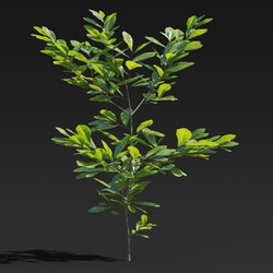 Maxtree-Plants Vol27 Cyclobalanopsis glauca 01 03 
