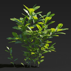 Maxtree-Plants Vol27 Cyclobalanopsis glauca 01 04 
