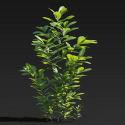 Maxtree-Plants Vol27 Cyclobalanopsis glauca 01 06 