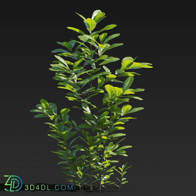Maxtree-Plants Vol27 Cyclobalanopsis glauca 01 06