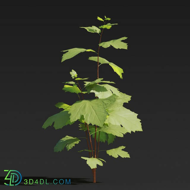 Maxtree-Plants Vol27 Firmiana platanifolia 01 02