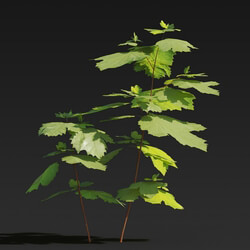 Maxtree-Plants Vol27 Firmiana platanifolia 01 03 
