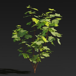 Maxtree-Plants Vol27 Firmiana platanifolia 01 06 