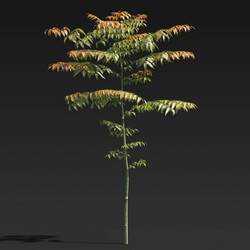 Maxtree-Plants Vol27 Koelreuteria paniculata 01 05 