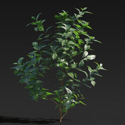 Maxtree-Plants Vol27 Ligustrum lucidum 01 01 