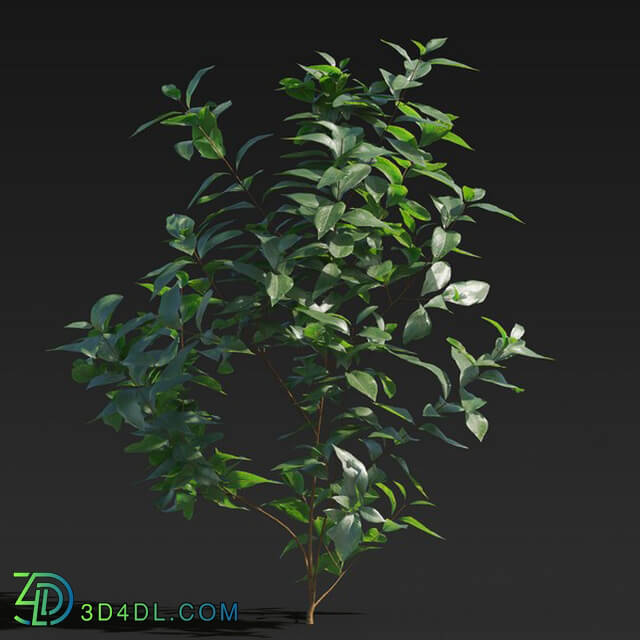 Maxtree-Plants Vol27 Ligustrum lucidum 01 01