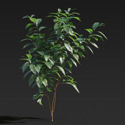 Maxtree-Plants Vol27 Ligustrum lucidum 01 02 