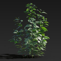 Maxtree-Plants Vol27 Ligustrum lucidum 01 03 