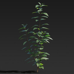 Maxtree-Plants Vol27 Ligustrum lucidum 01 04 