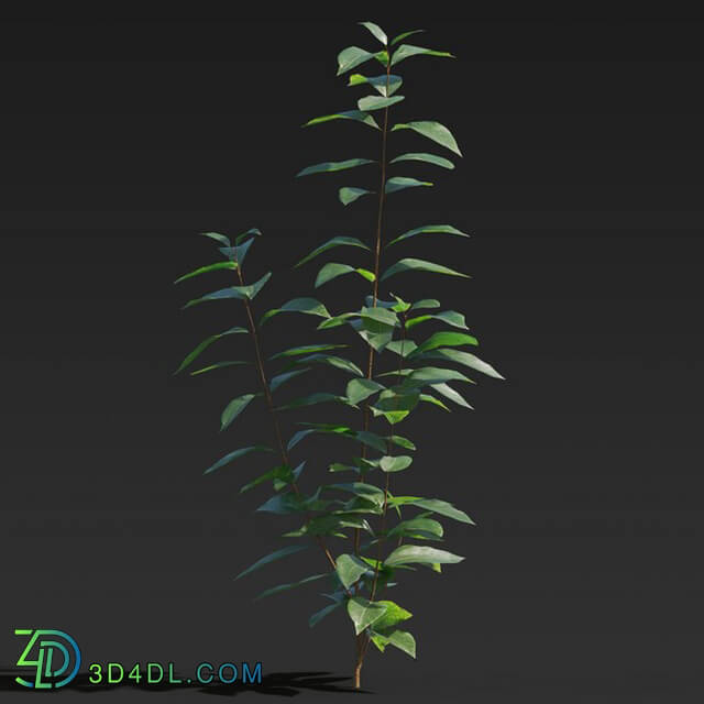 Maxtree-Plants Vol27 Ligustrum lucidum 01 04
