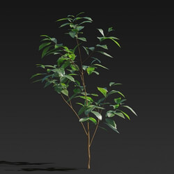 Maxtree-Plants Vol27 Ligustrum lucidum 01 05 