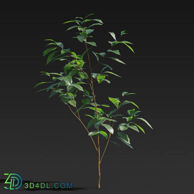 Maxtree-Plants Vol27 Ligustrum lucidum 01 05