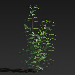 Maxtree-Plants Vol27 Ligustrum lucidum 01 06 