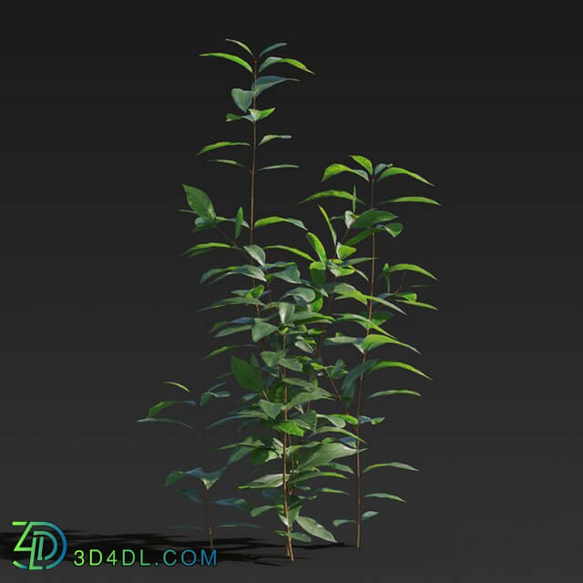 Maxtree-Plants Vol27 Ligustrum lucidum 01 06