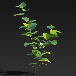 Maxtree-Plants Vol27 Morus alba 01 03 