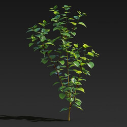 Maxtree-Plants Vol27 Morus alba 01 05 