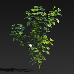 Maxtree-Plants Vol27 Morus alba 01 06 
