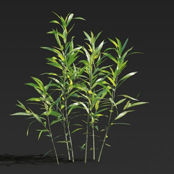 Maxtree-Plants Vol27 Salix babylonica 01 01 