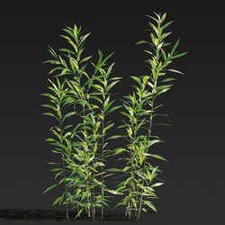 Maxtree-Plants Vol27 Salix babylonica 01 02 