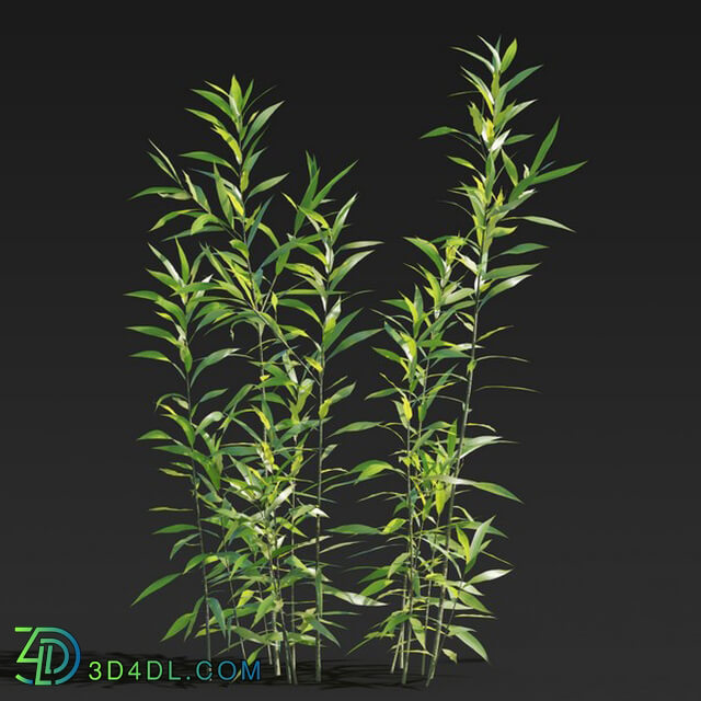 Maxtree-Plants Vol27 Salix babylonica 01 02