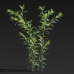 Maxtree-Plants Vol27 Salix babylonica 01 03 