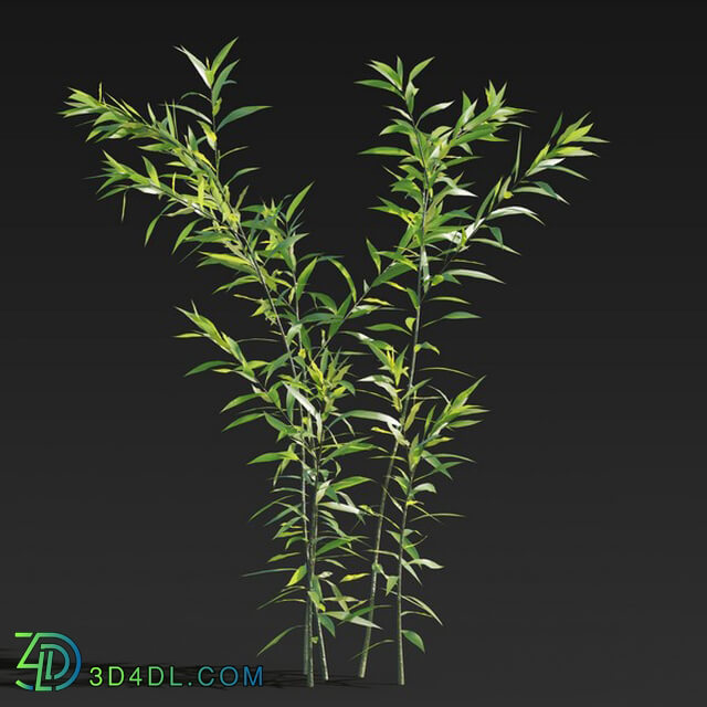 Maxtree-Plants Vol27 Salix babylonica 01 03