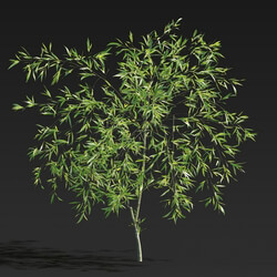 Maxtree-Plants Vol27 Salix babylonica 01 04 