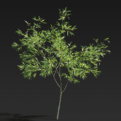 Maxtree-Plants Vol27 Salix babylonica 01 05 