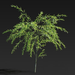Maxtree-Plants Vol27 Salix babylonica 01 06 