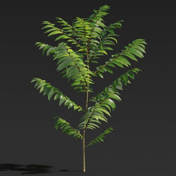 Maxtree-Plants Vol27 Toona sinensis 01 02 